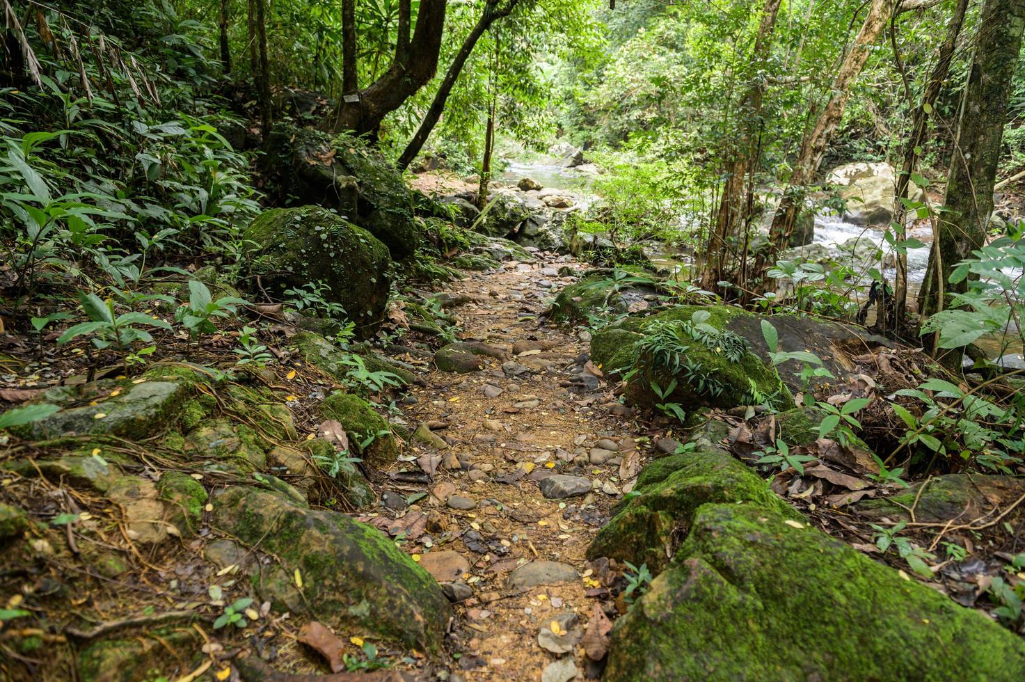 riklig skog i Thailand foto