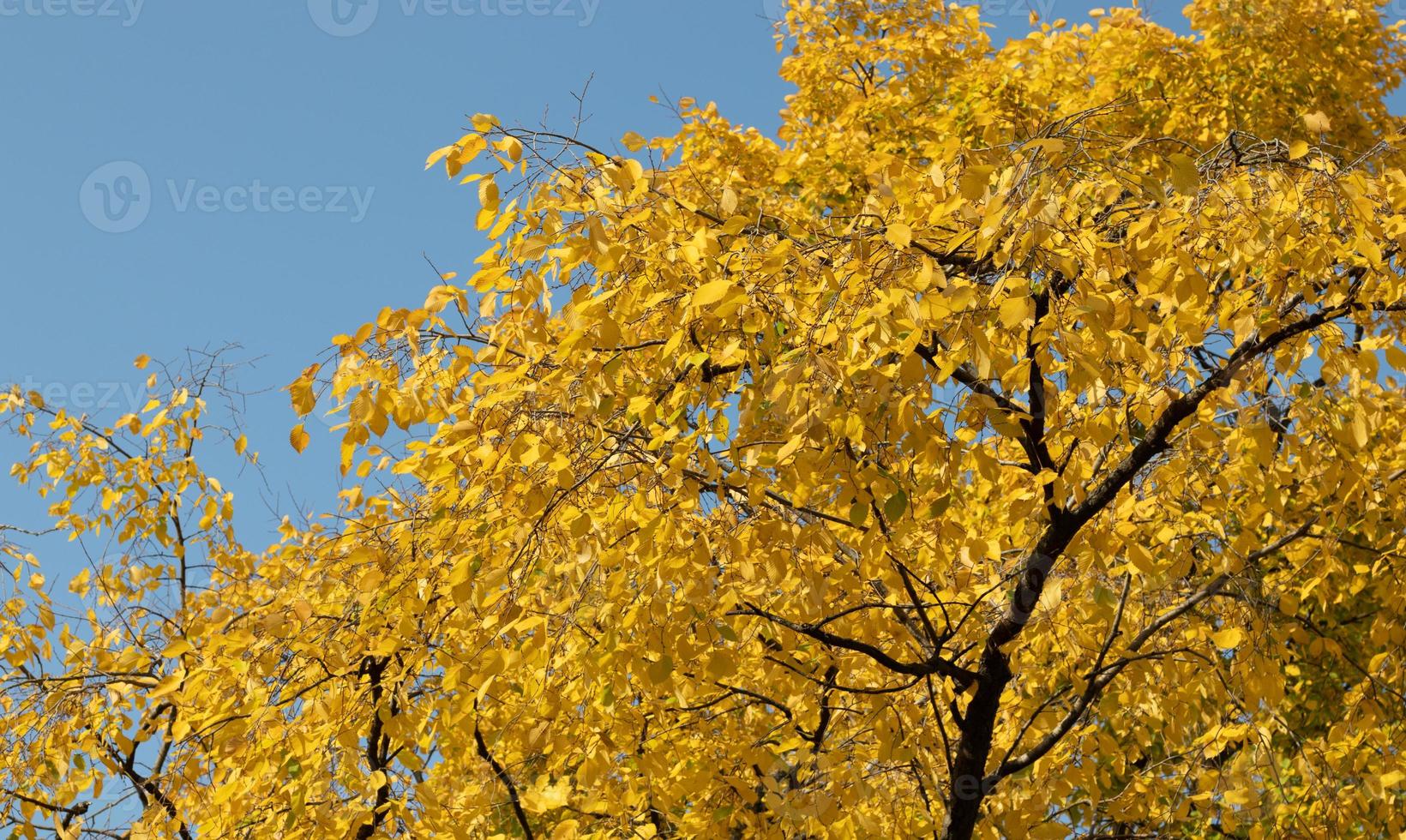 guld gul löv på träd med himmel bakgrund. solig höst eller falla bakgrund med kopia Plats foto