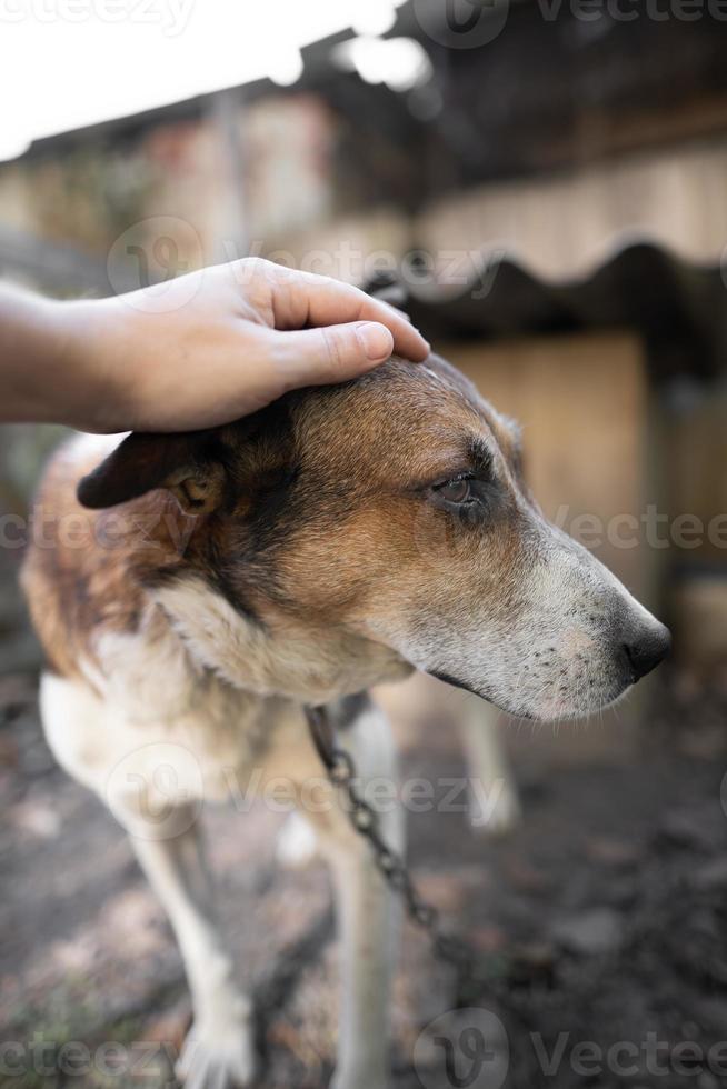 en ensam och ledsen vakt hund på en kedja nära en hund hus utomhus. foto