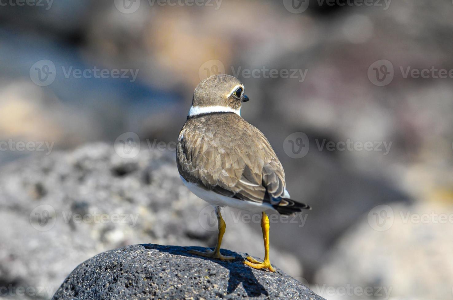 fågel på en sten foto
