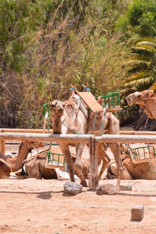 kameler arbetssätt närbild foto