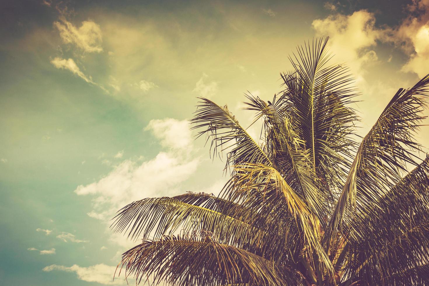 kokos handflatan träd och himmel i sommar med årgång tonad. foto