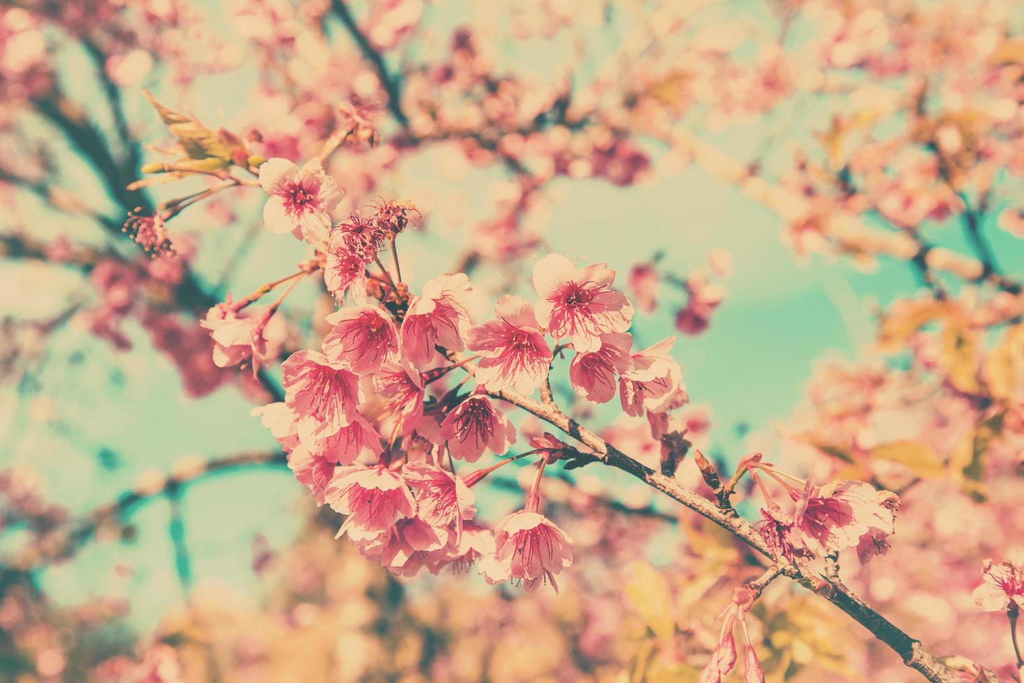 körsbär blomma årgång och sotf ljus för naturlig bakgrund foto