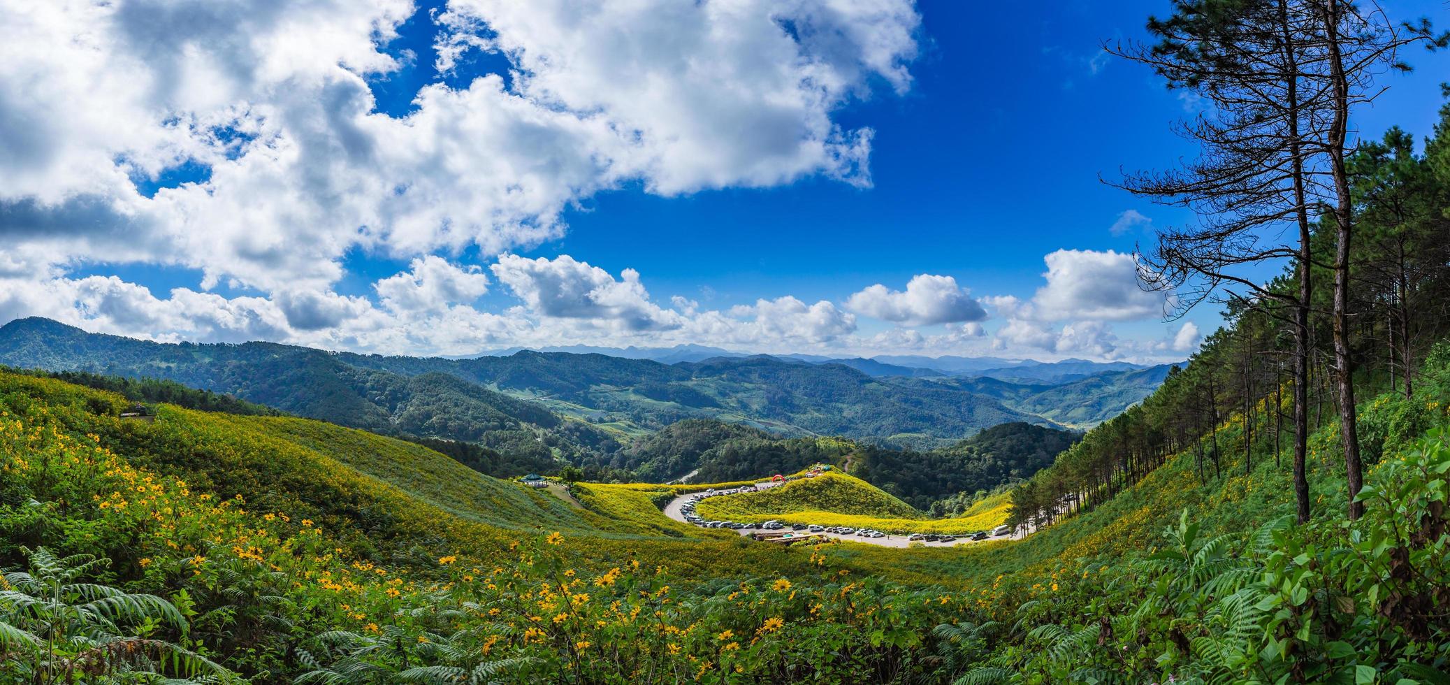 panorama tung bua tong mexikansk solros i maehongson, thailand foto