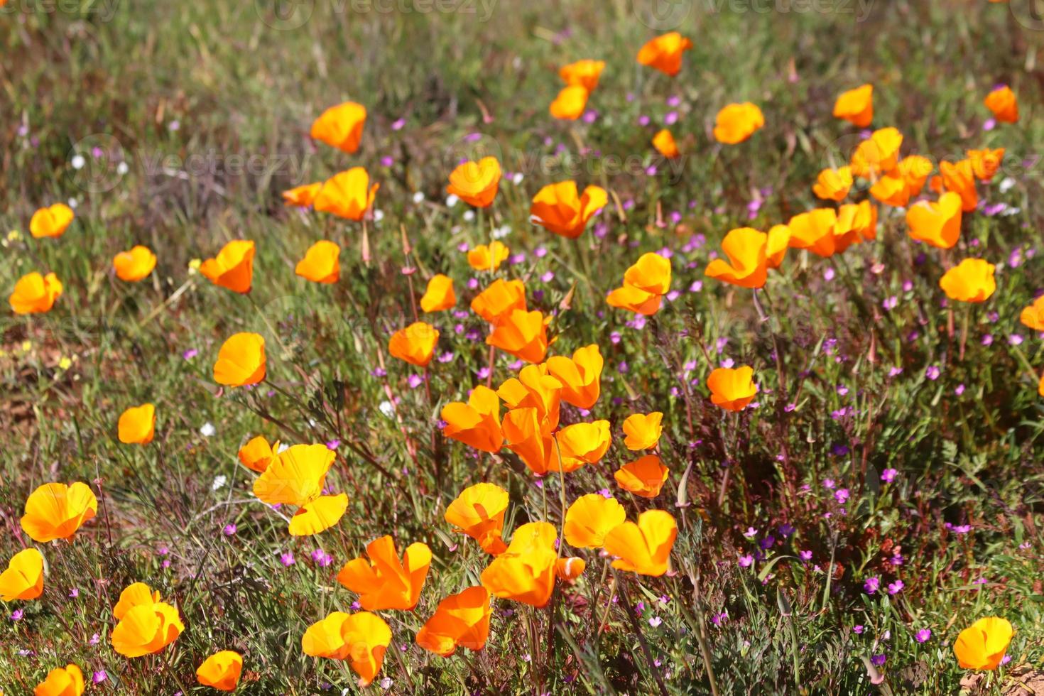 skön orange vallmo blomning under super blomma i solig kalifornien foto