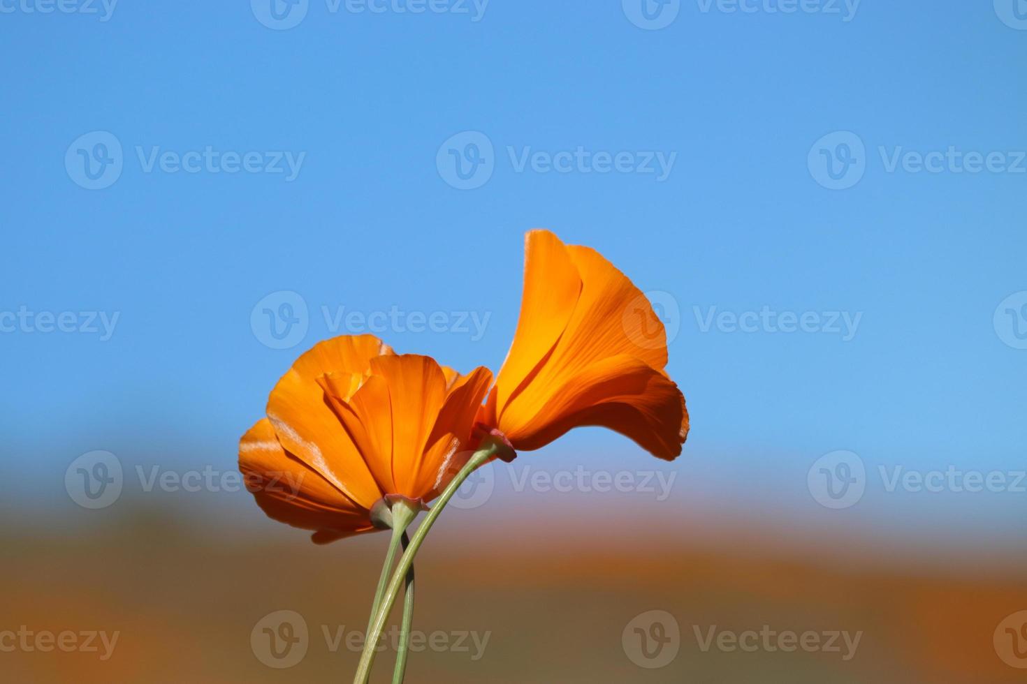 skön orange vallmo blomning under super blomma i solig kalifornien foto