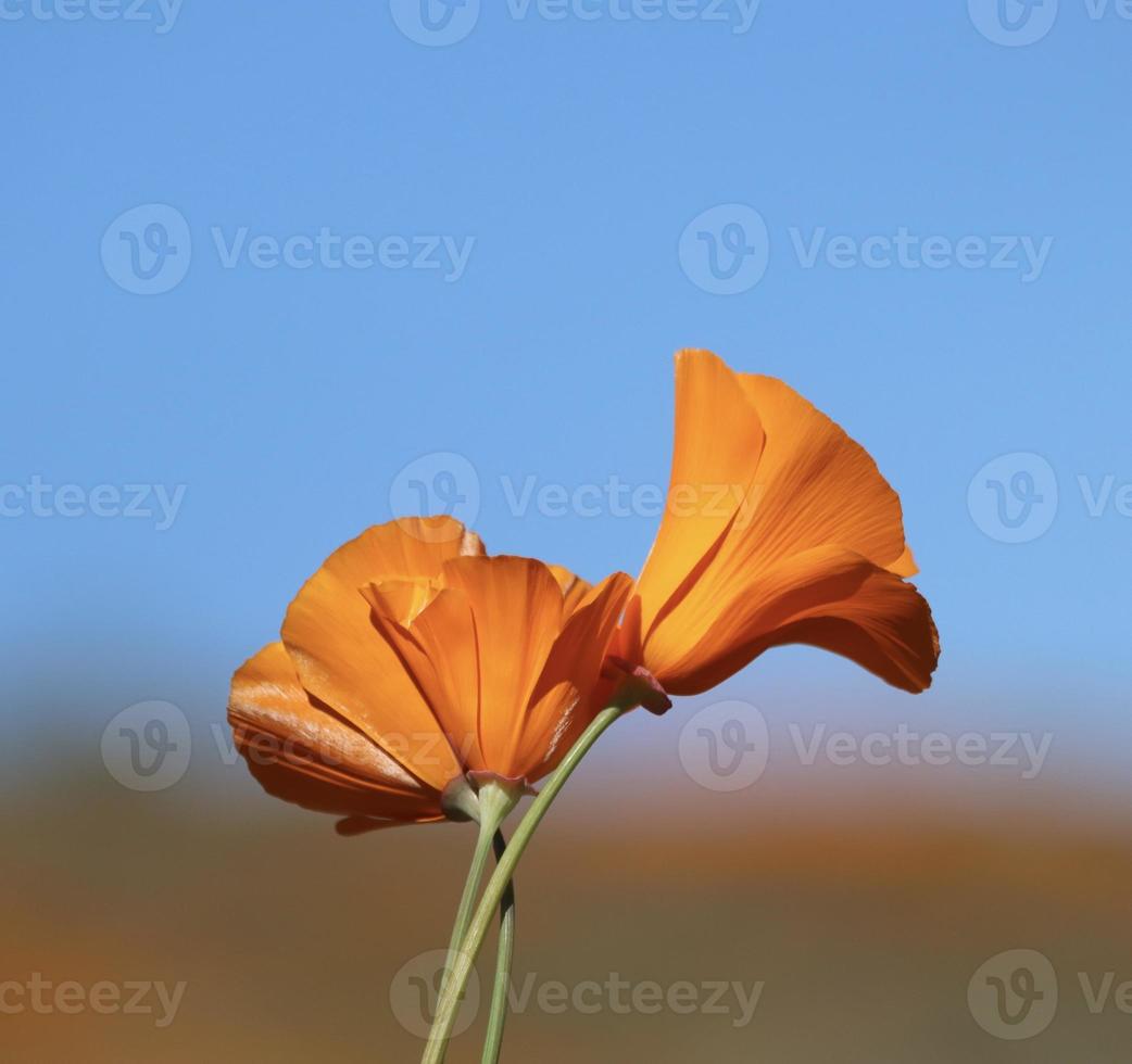 skön orange vallmo blomning under super blomma i solig kalifornien foto