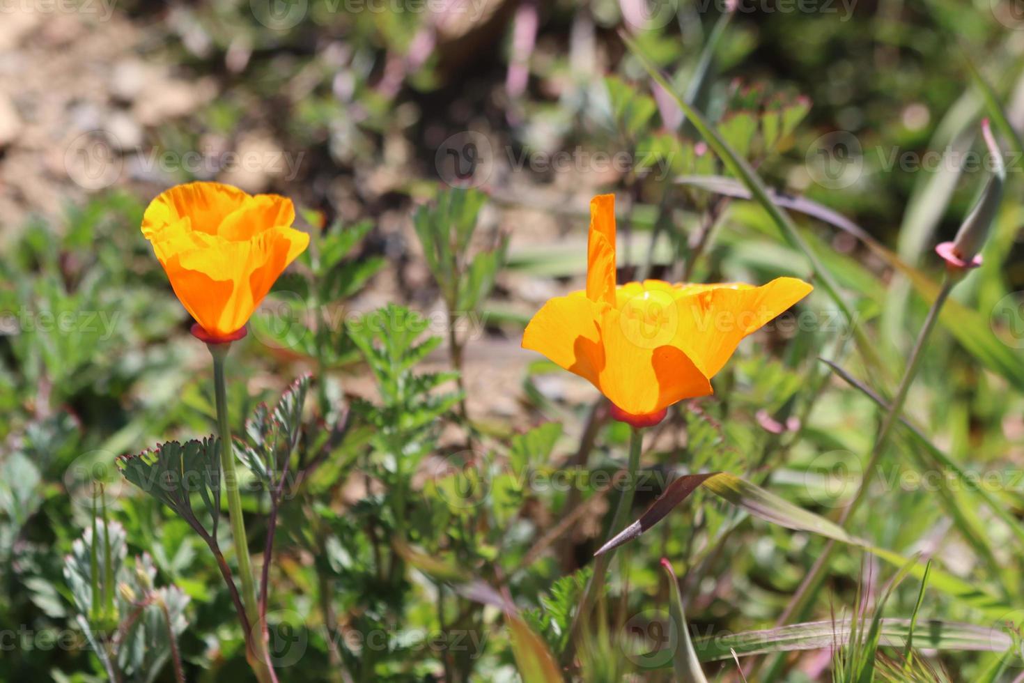 skön orange vallmo blomning under super blomma i solig kalifornien foto