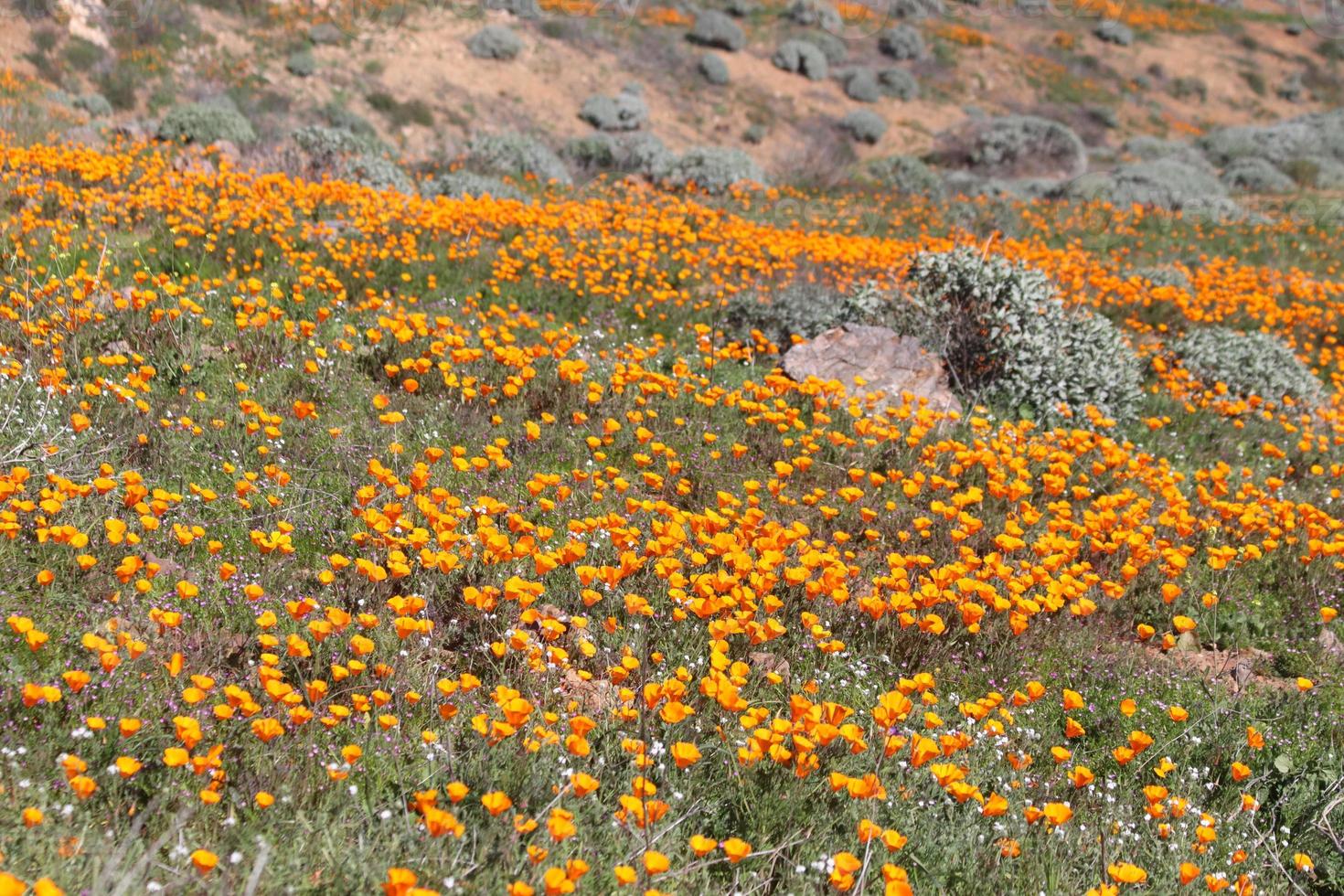 skön orange vallmo blomning under super blomma i solig kalifornien foto