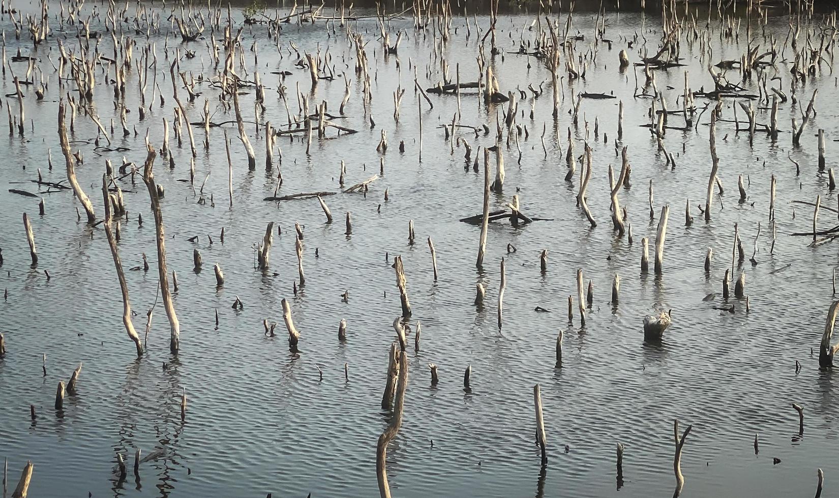 mangrove skog försämring, försämring mangrove skog är ett ekosystem den där har varit allvarligt nedbruten eller utslagen sådan till urbanisering, och förorening. ta vård och skydda de mangrove skog. foto