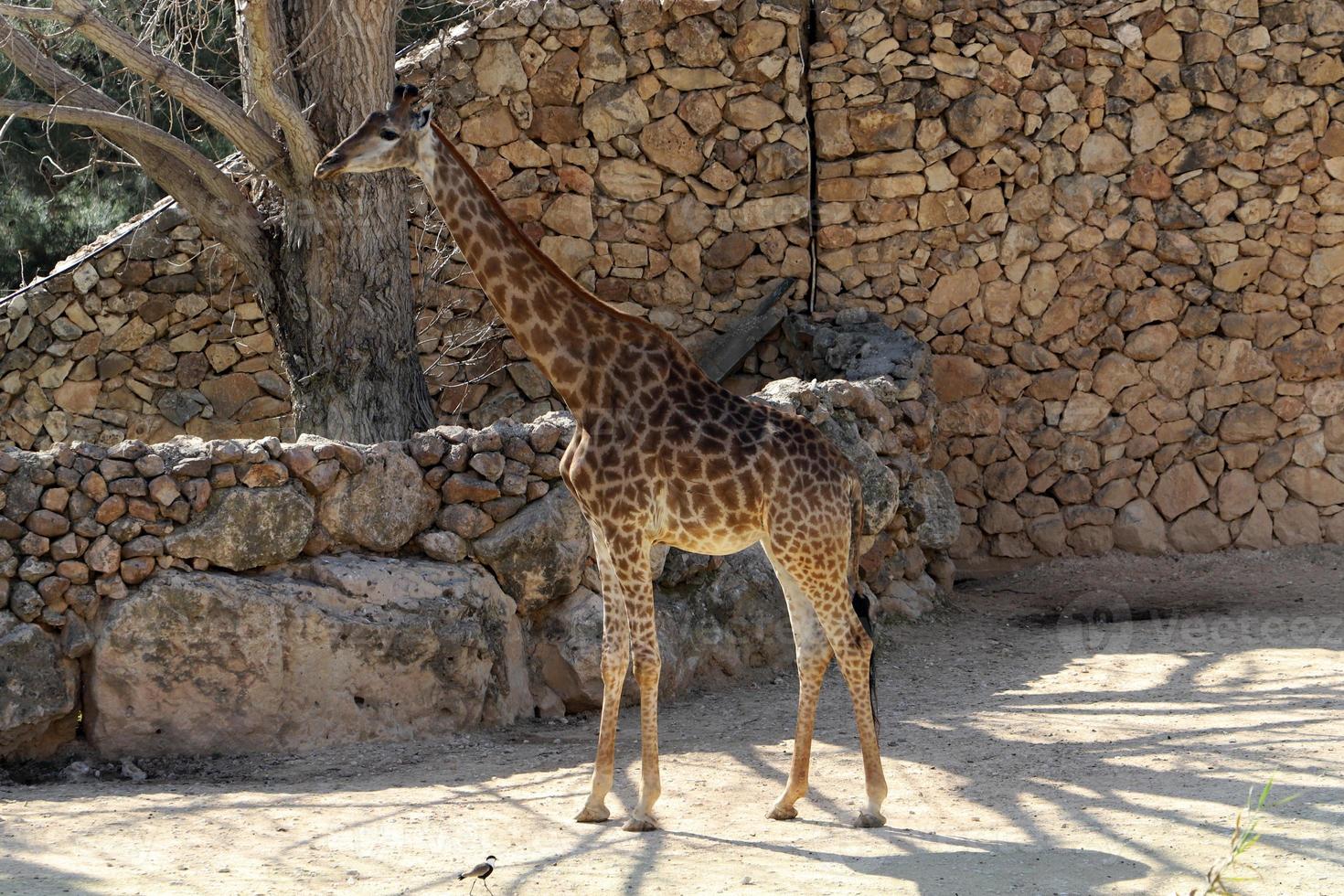 en lång giraff liv i en Zoo i tel aviv. foto