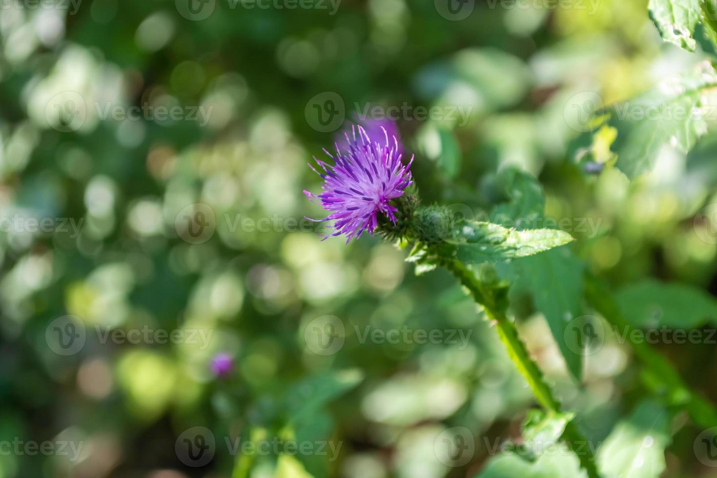 sugga tistel blomning. foto