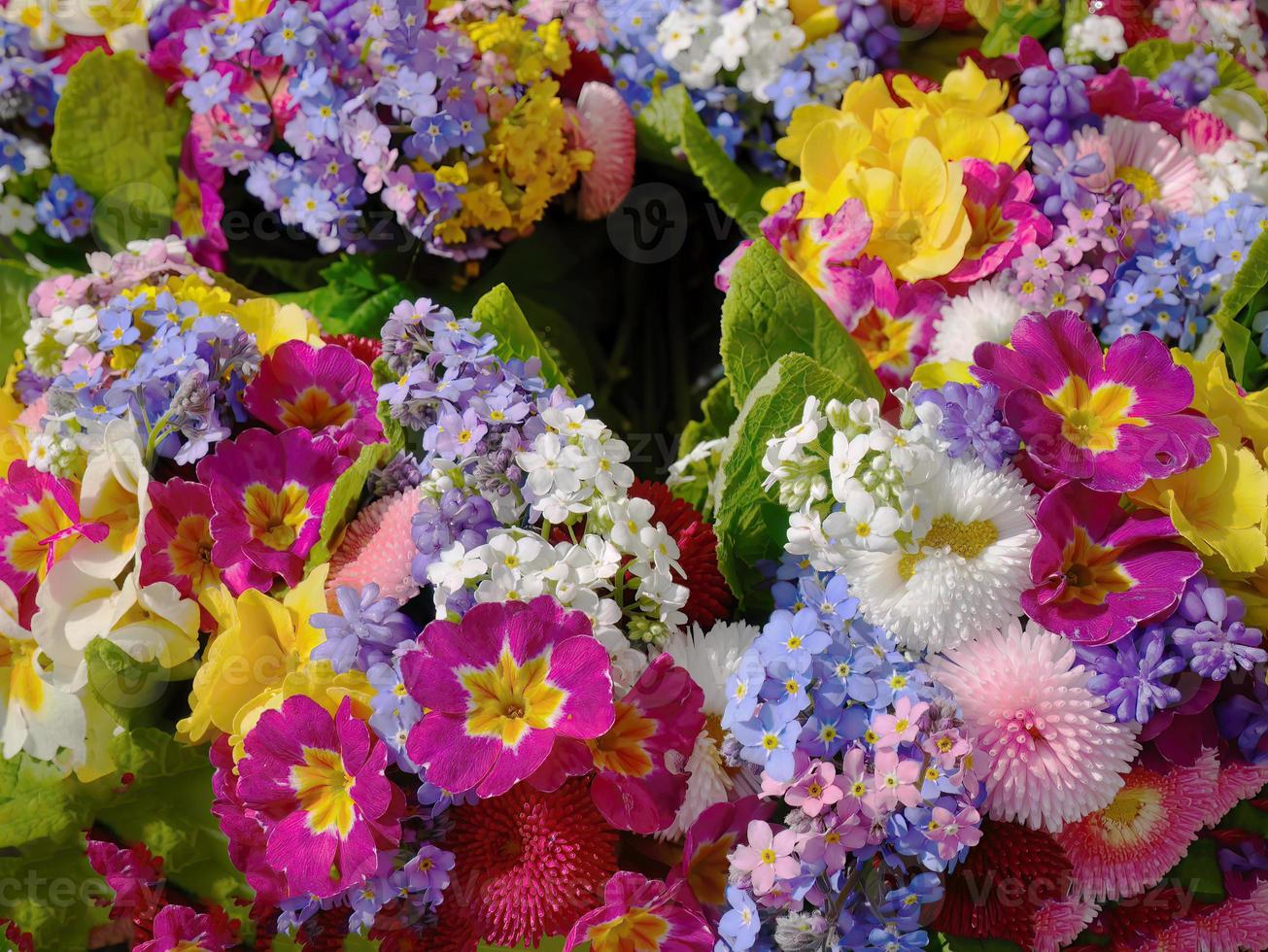 stänga upp direkt ovan se flerfärgad annorlunda blandad av primula och blommor bakgrund med kopia Plats, färgrik levande flora i springtime foto
