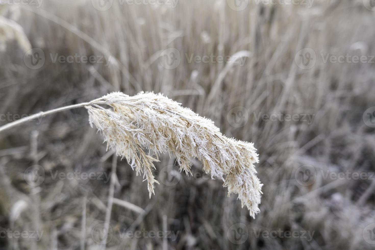 frysta fallen blad foto