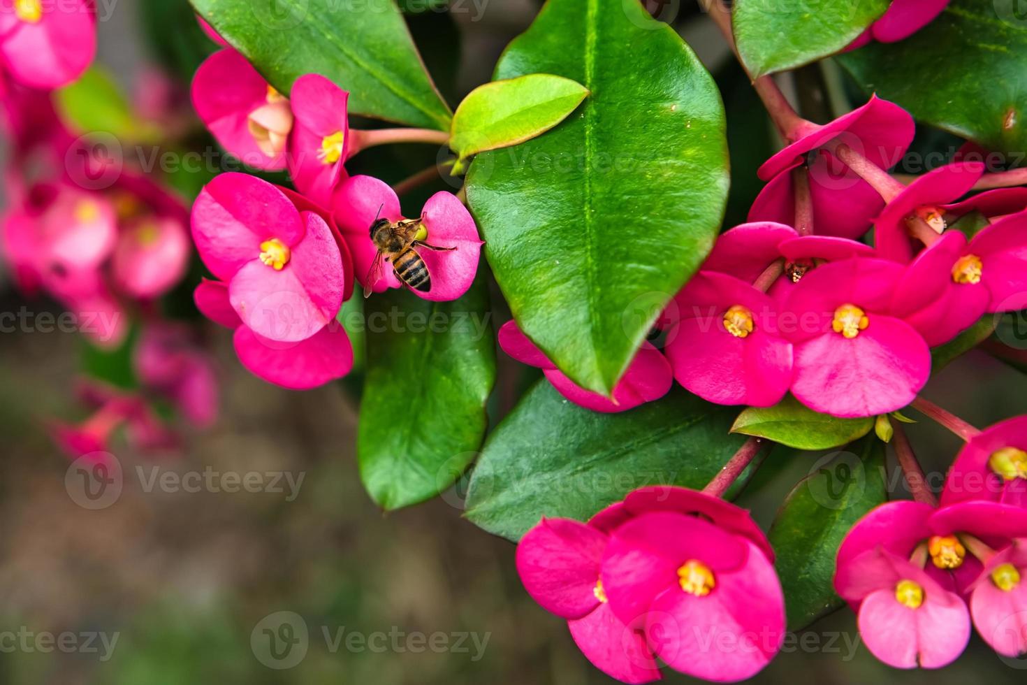 bi tar nektar inuti de krona av taggar blomma foto