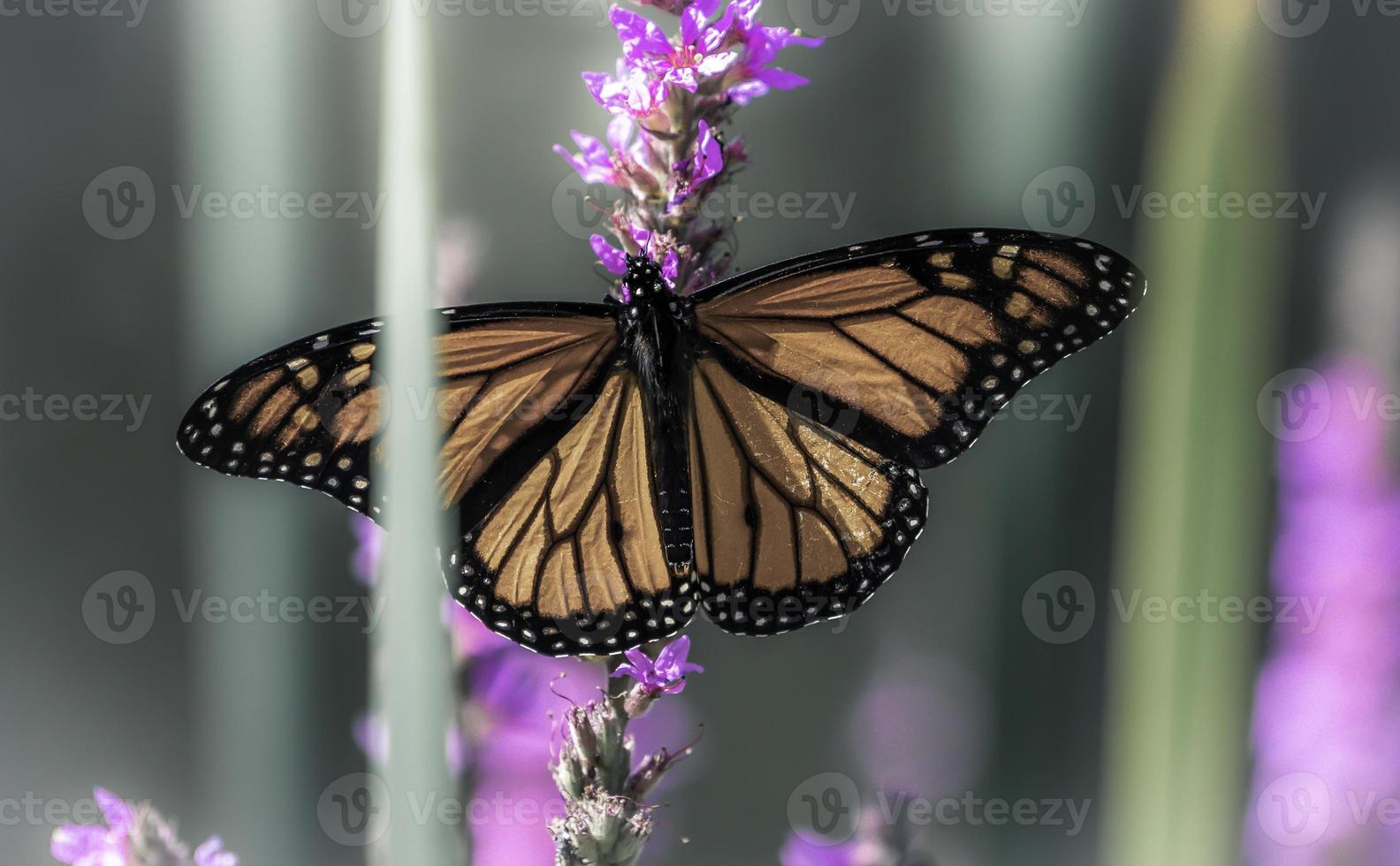 en uppflugen monark fjäril på en blomma i ett ontario trädgård. foto