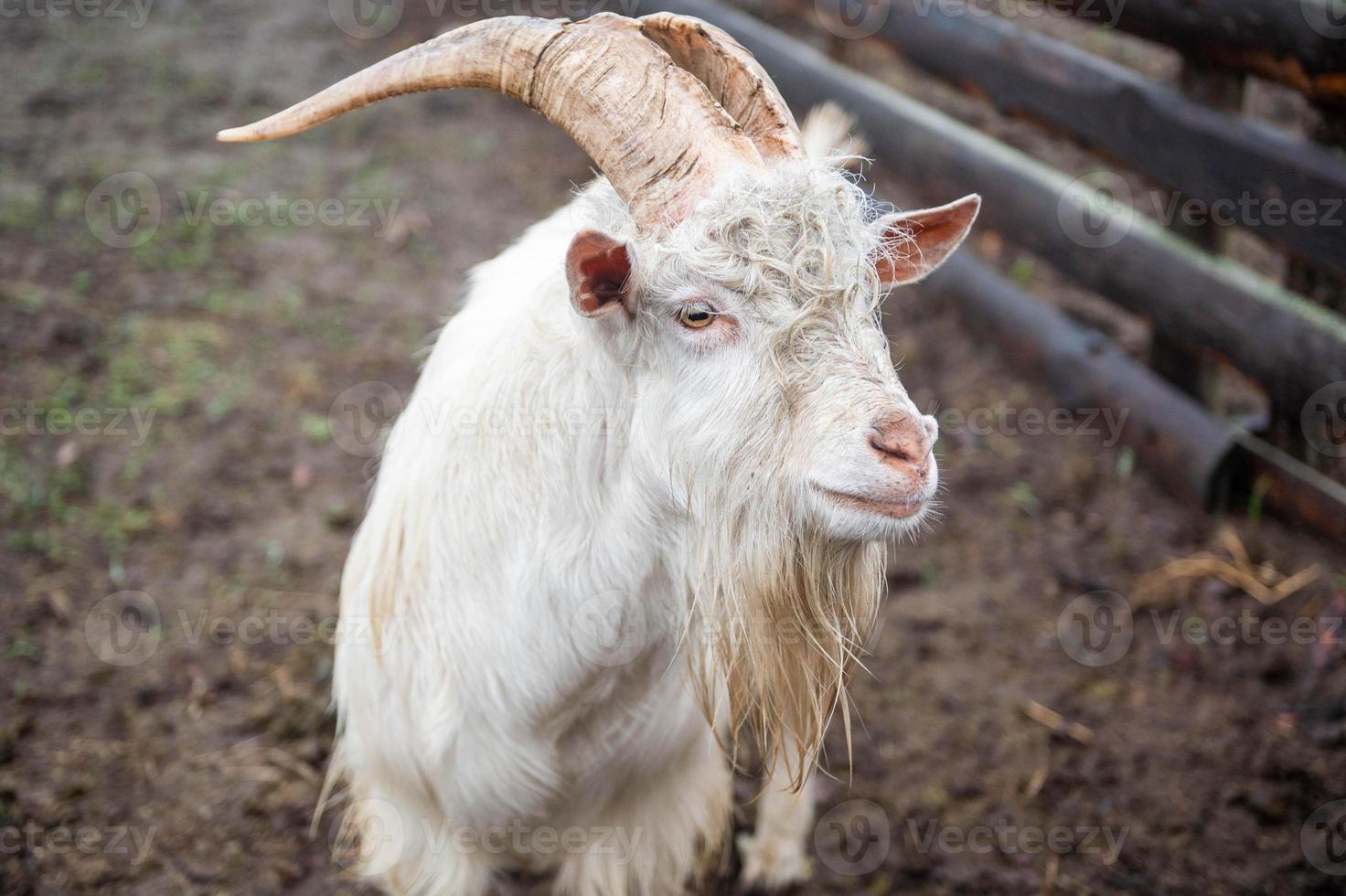 de vit zenen get utseende bort foto