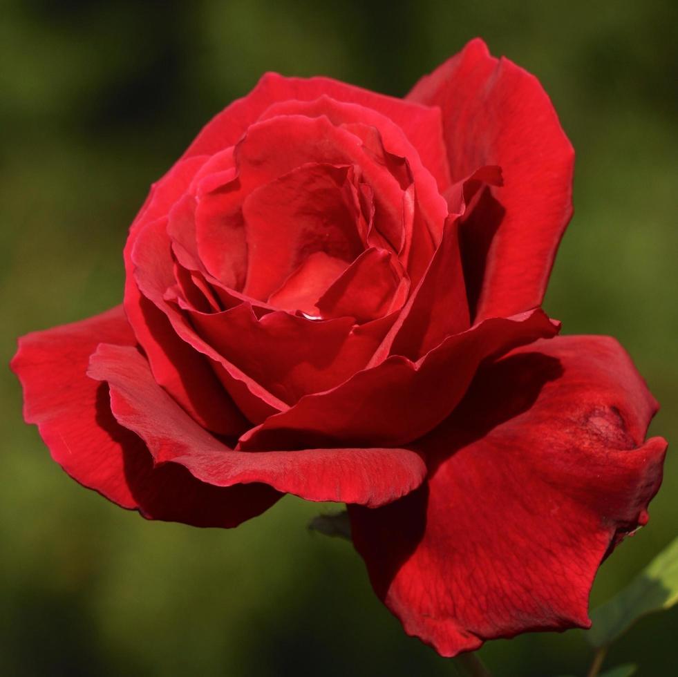 vacker rosblomma för alla hjärtans dag foto