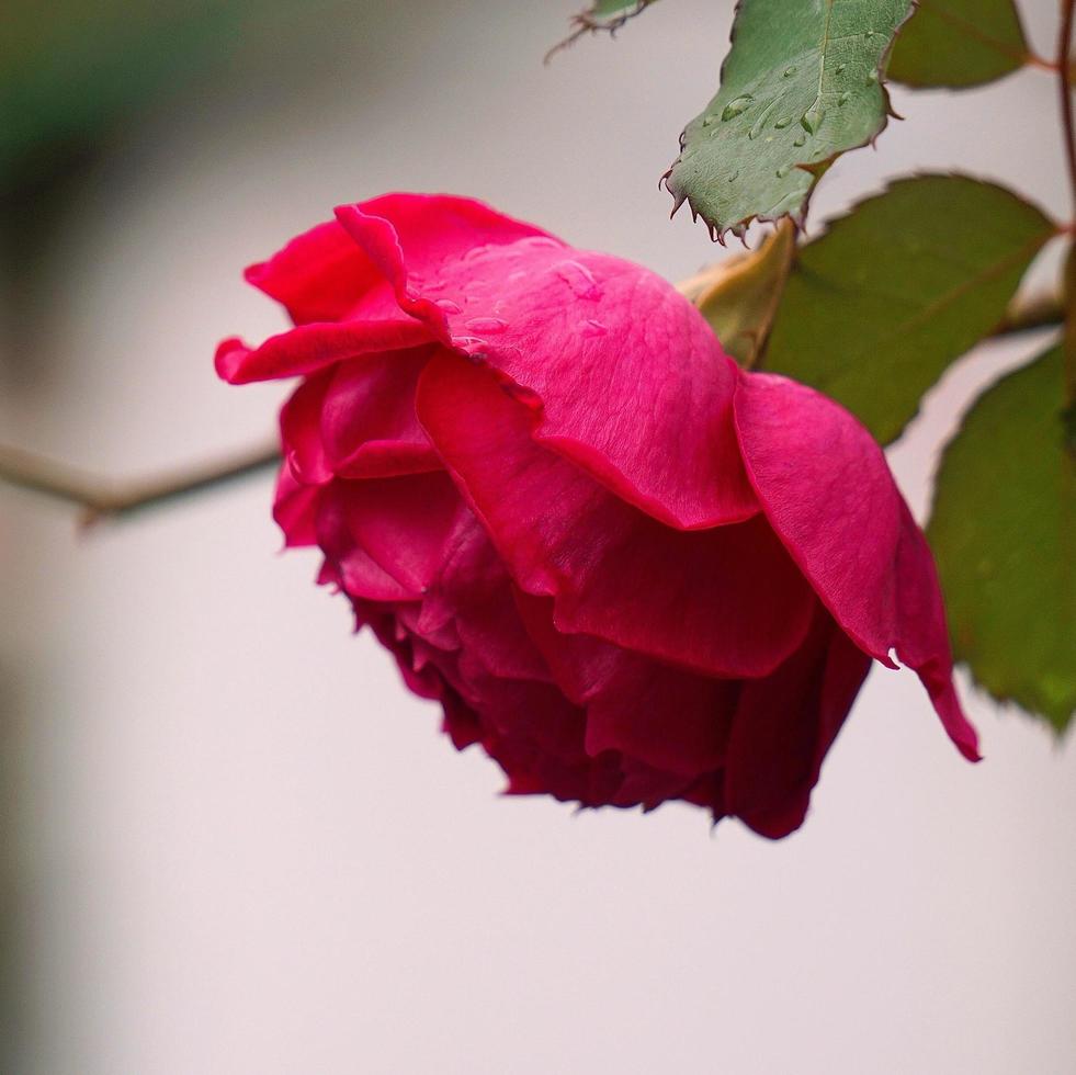 vacker rosblomma för alla hjärtans dag foto