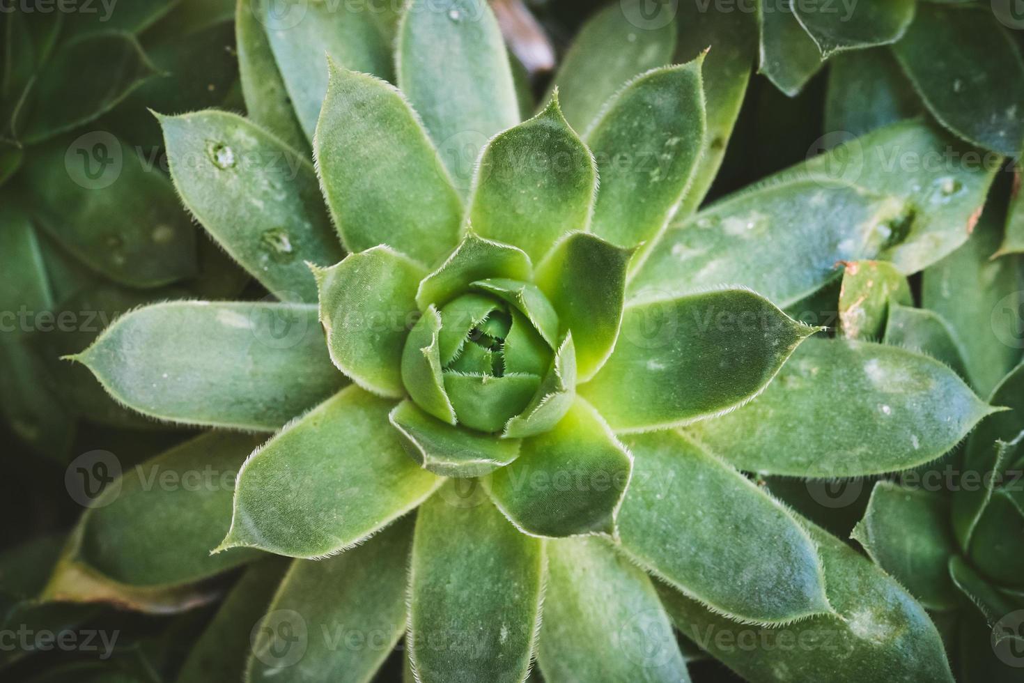 närbild av bladen av en sempervivum suckulent växt foto