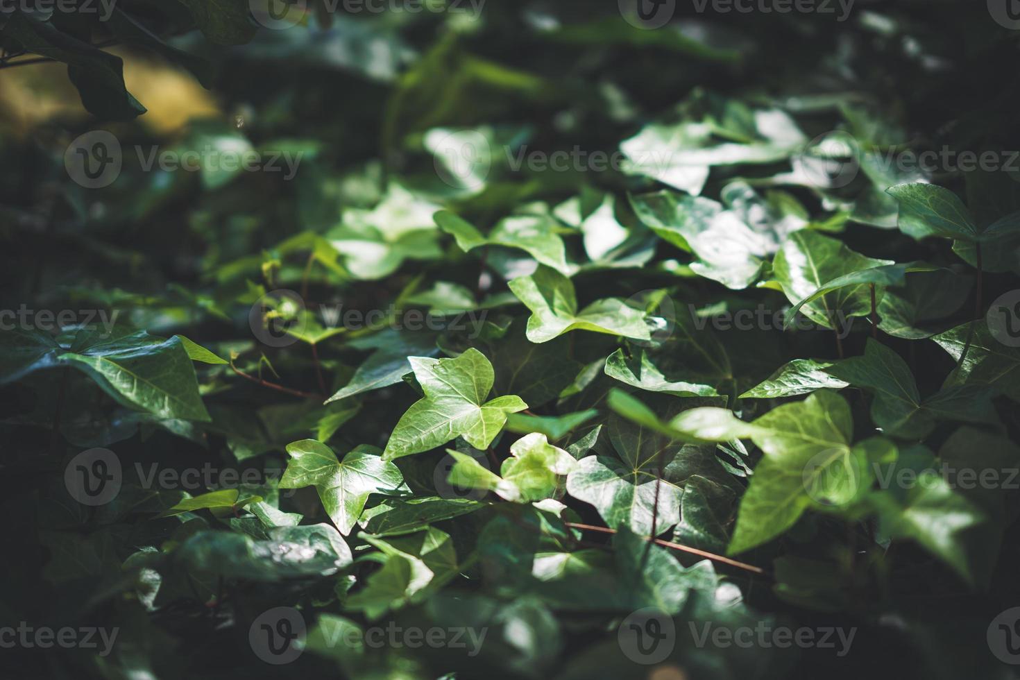 gröna blad av vanlig murgröna foto