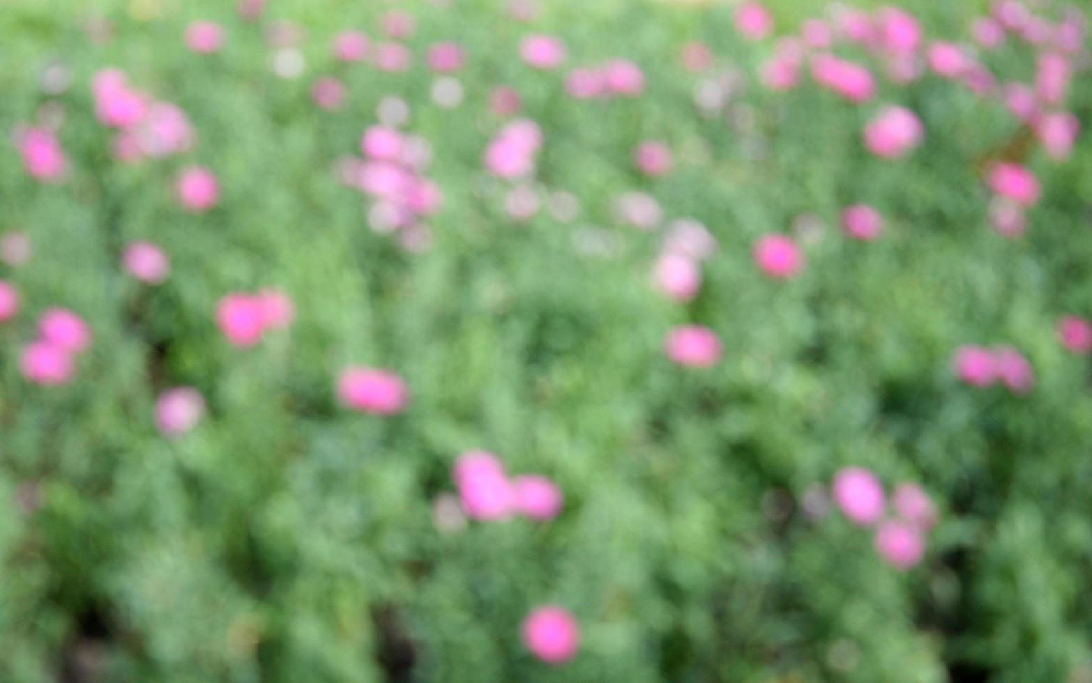 suddig rosa blomma bakgrund foto