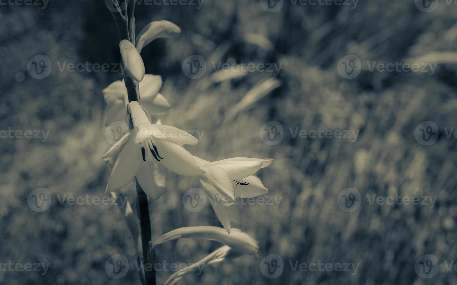 växter och blommor table mountain nationalpark Kapstaden, Afrika. foto