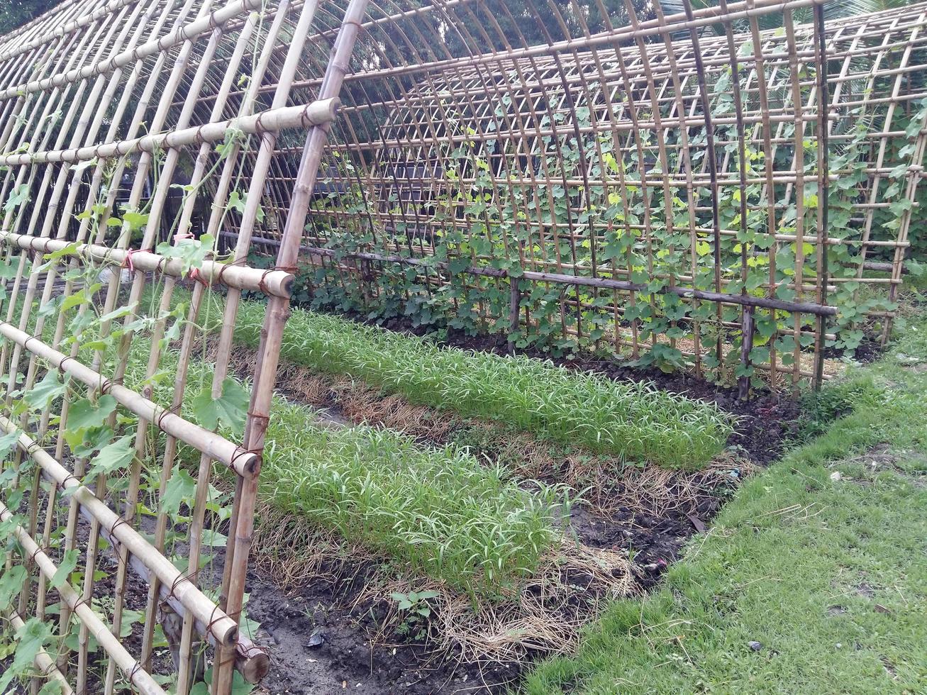 murgröna växt plantskola bambu staket foto