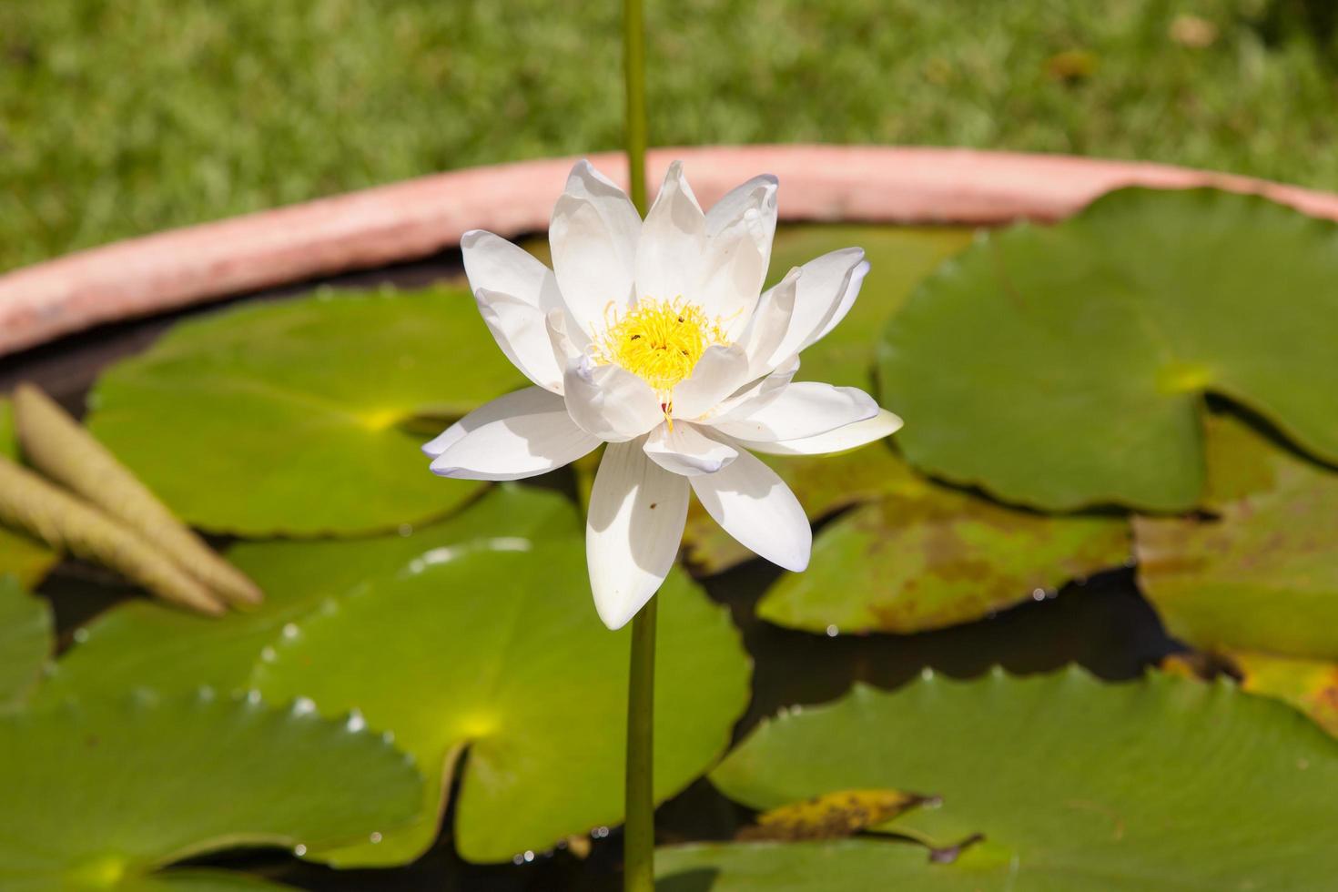 lotus i dammen foto