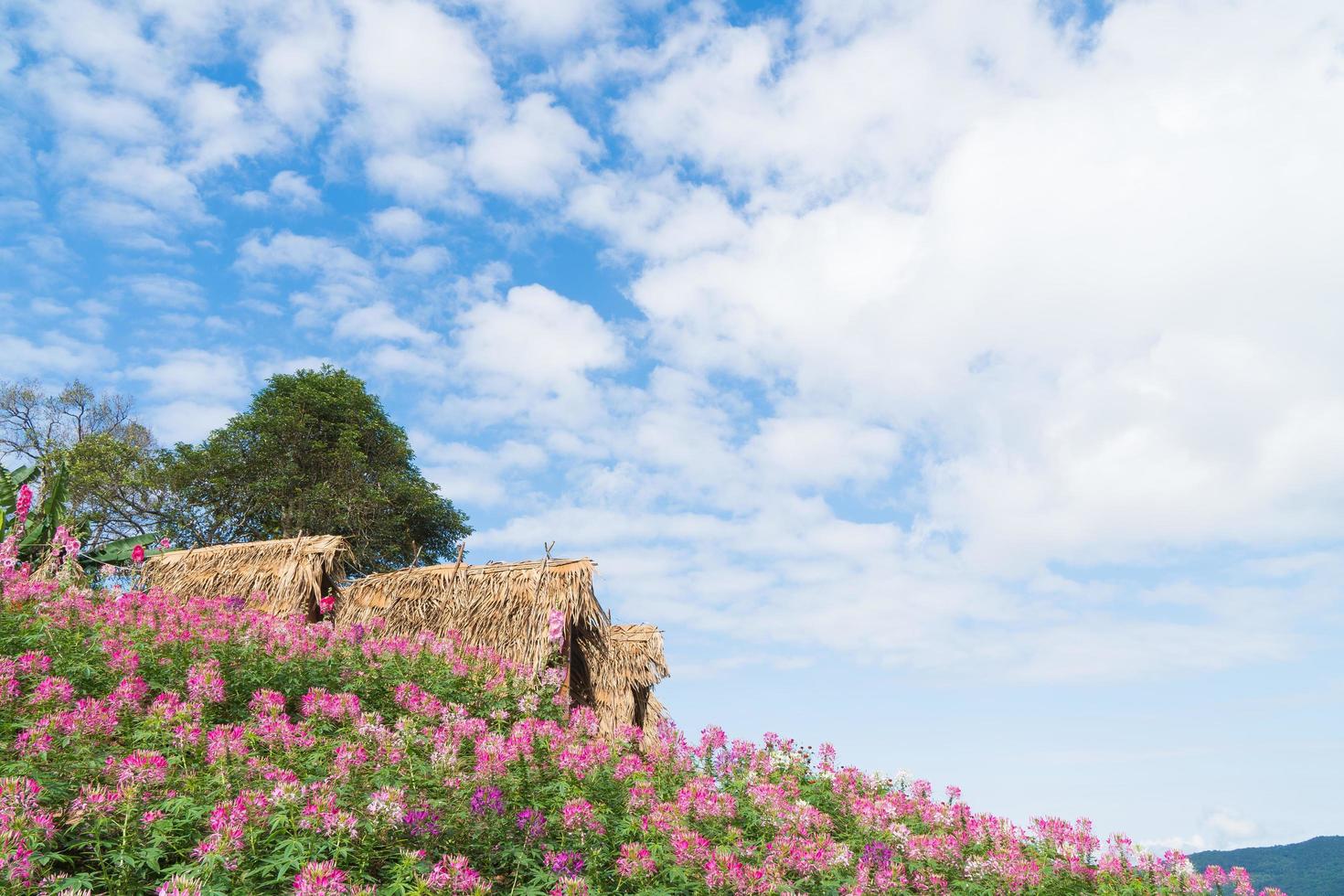 stugor och blommafält på landsbygden Thailand foto