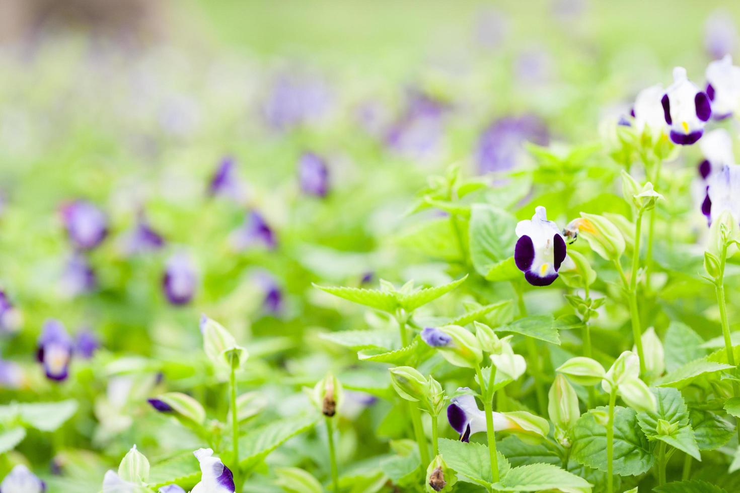 blommor i parken foto