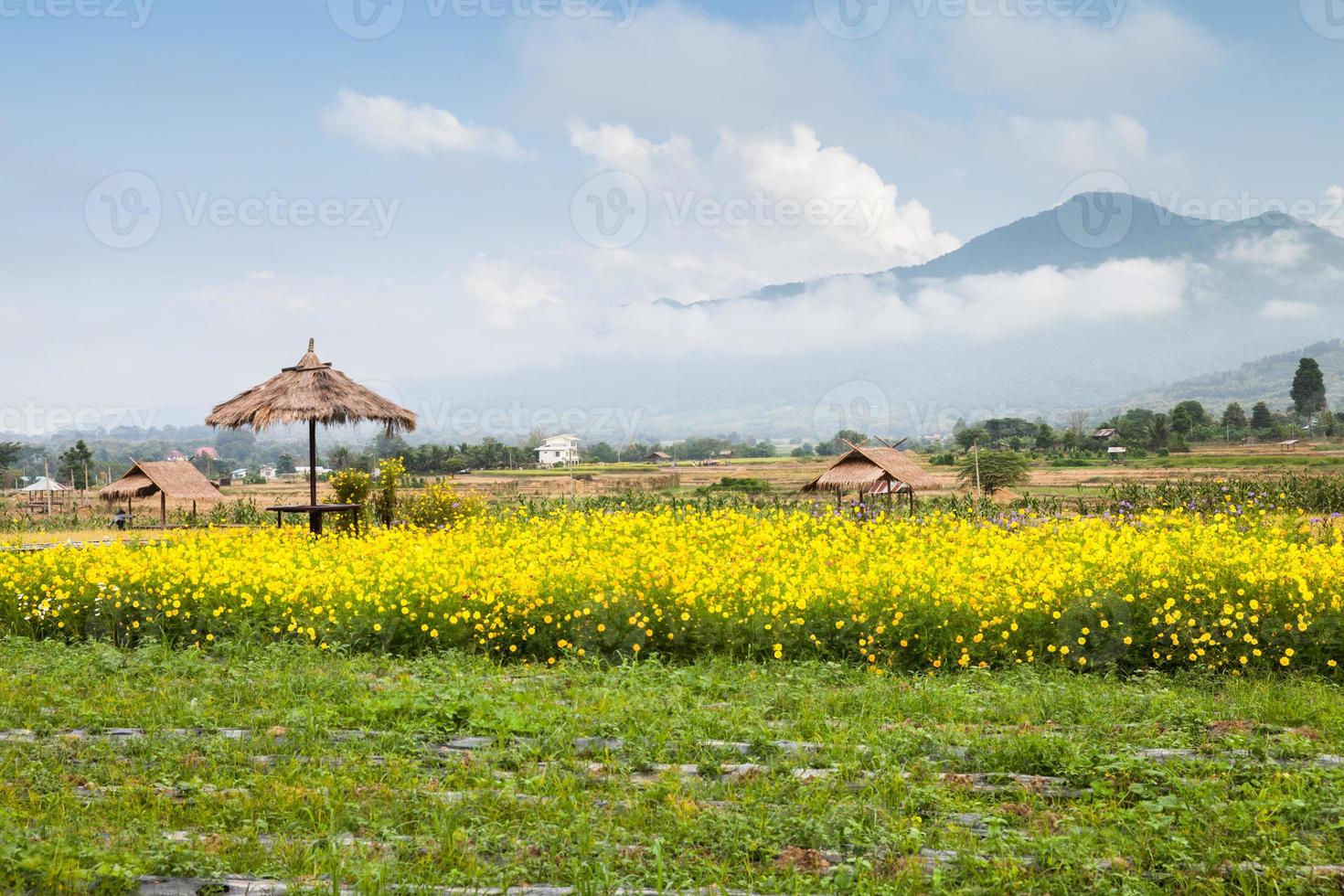 gula blommor och dimmiga berg foto