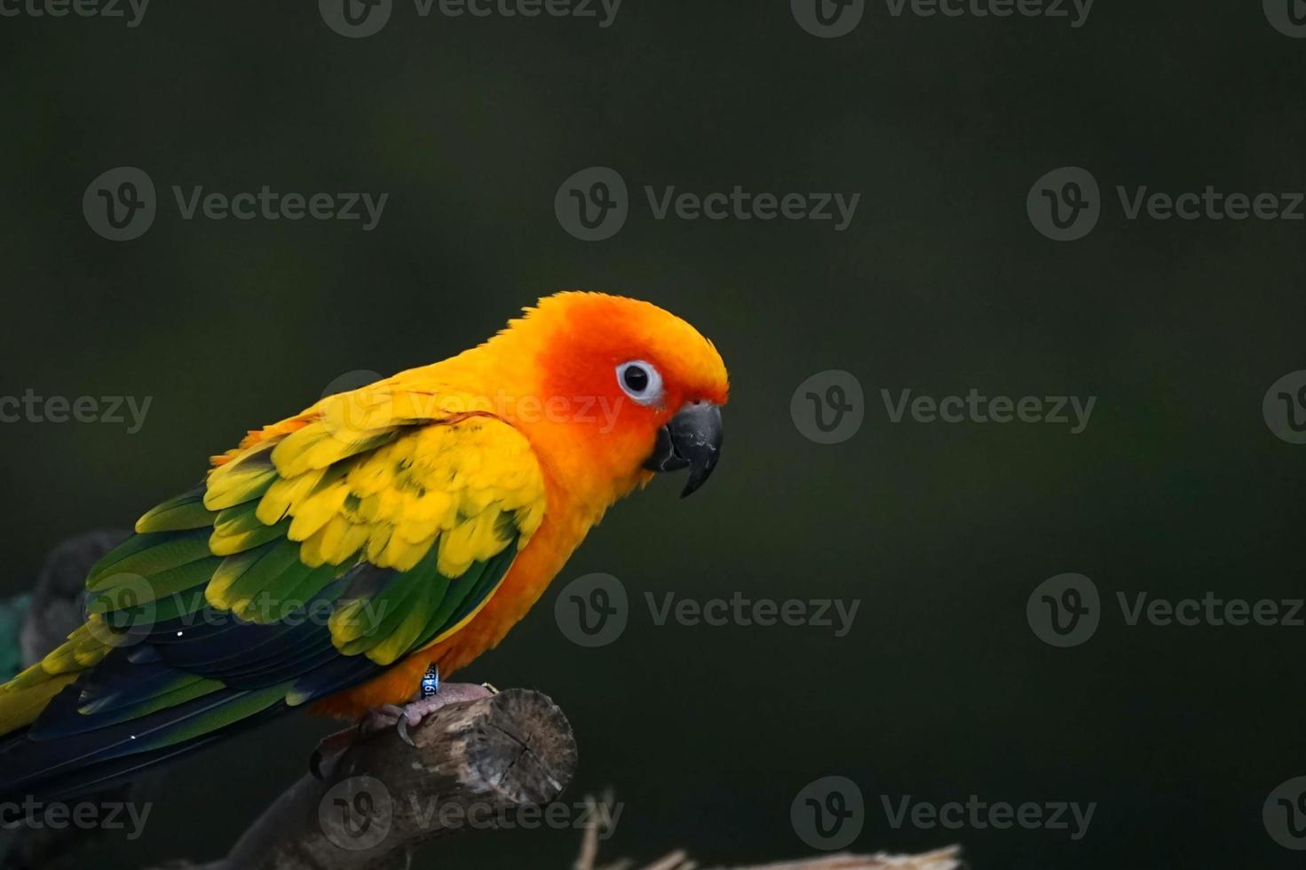 Sol conure papegoja eller fågel skön på fläck bakgrund foto