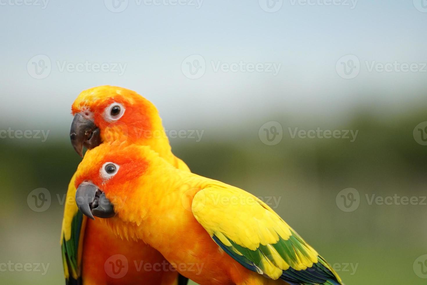 2 Sol conure eller fågel par skön, papegoja ser på de kamera, har gul på fläck grön bakgrund aratinga solstitialis exotisk sällskapsdjur förtjusande, inföding till amazon foto