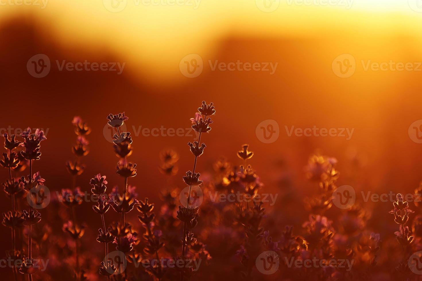 stänga upp av buskar lavendel- blomning doftande fält på solnedgång. lavendel- lila aromatisk blommor på lavendel- fält av de franska provence nära paris. foto