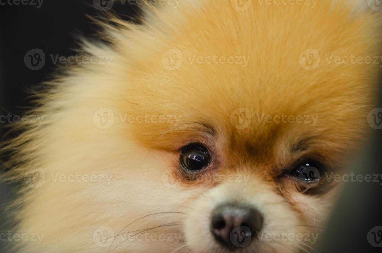 små röd hund spets porträtt foto