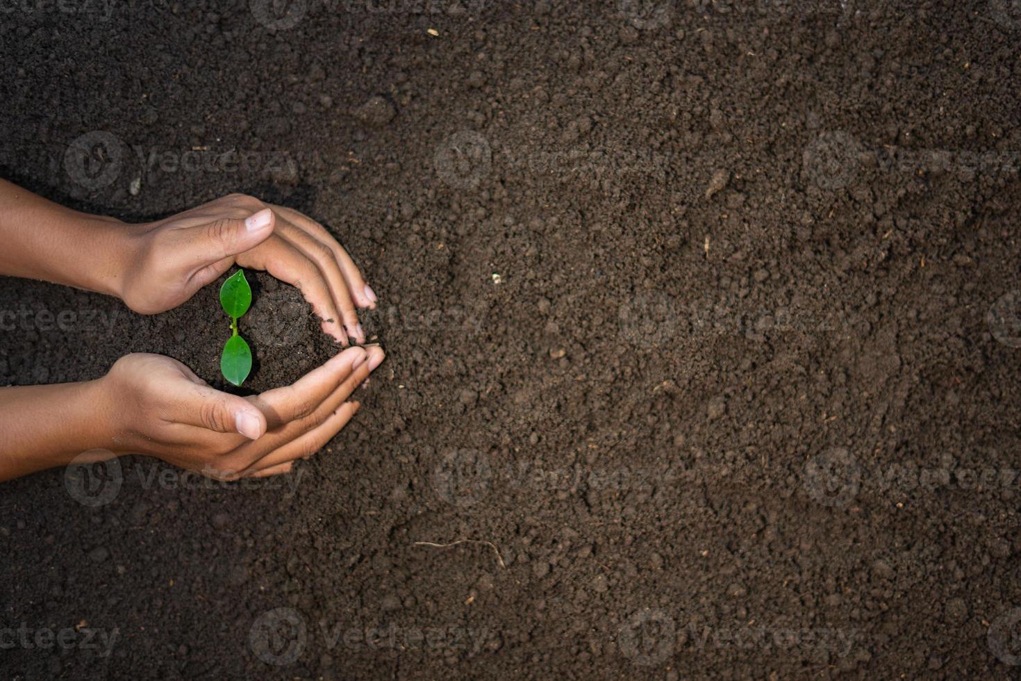 två händer spanning vård för växt frön foto