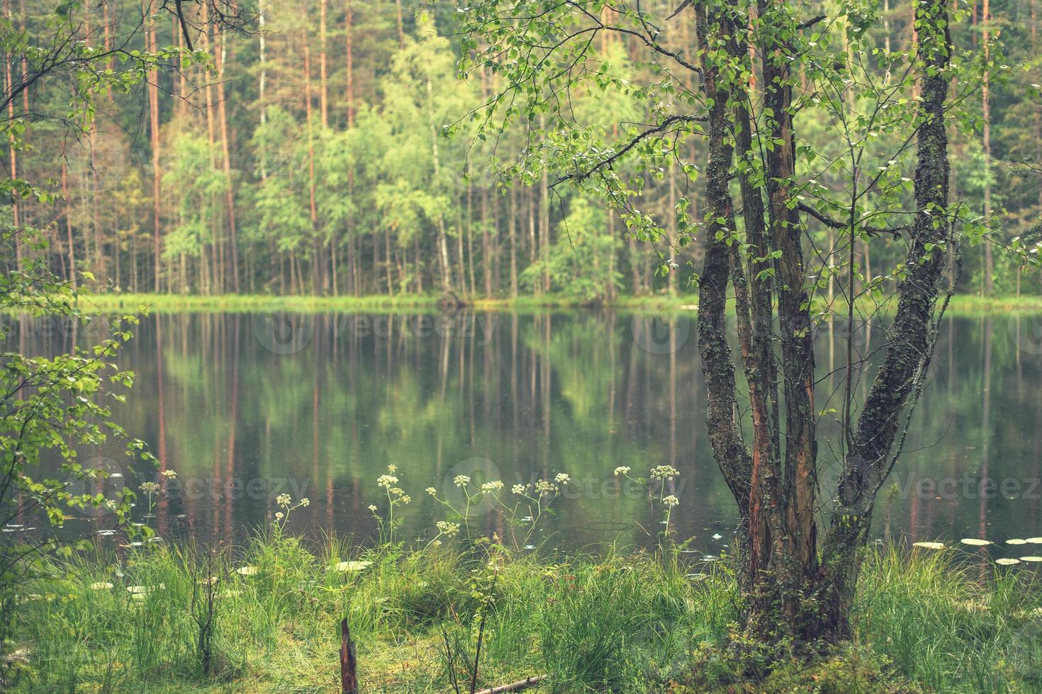 skog runt om de sjö. reflexion av träd i vatten. blå sjöar på naroch foto