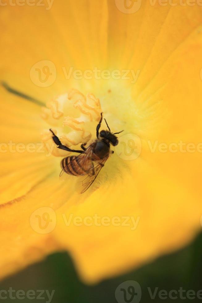 bi är sugande de nektar av de blomma och är pollinerande de växt mot de skön gul- blomma bakgrund i natur. foto