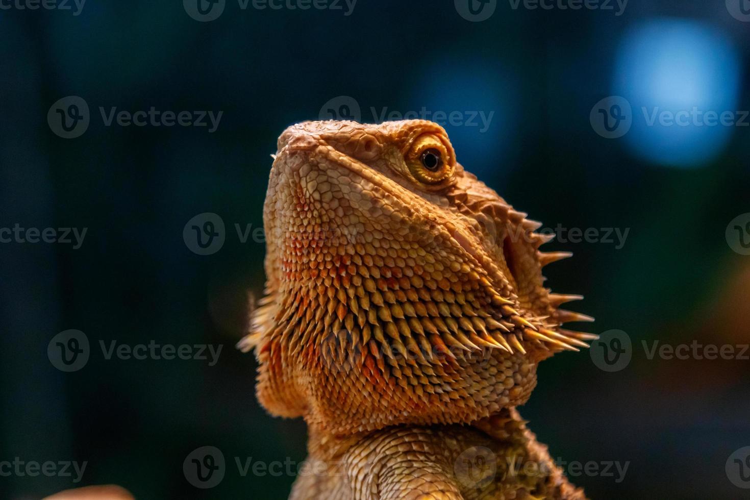 skön ödla skäggig Agama, Pogona vitticeps foto