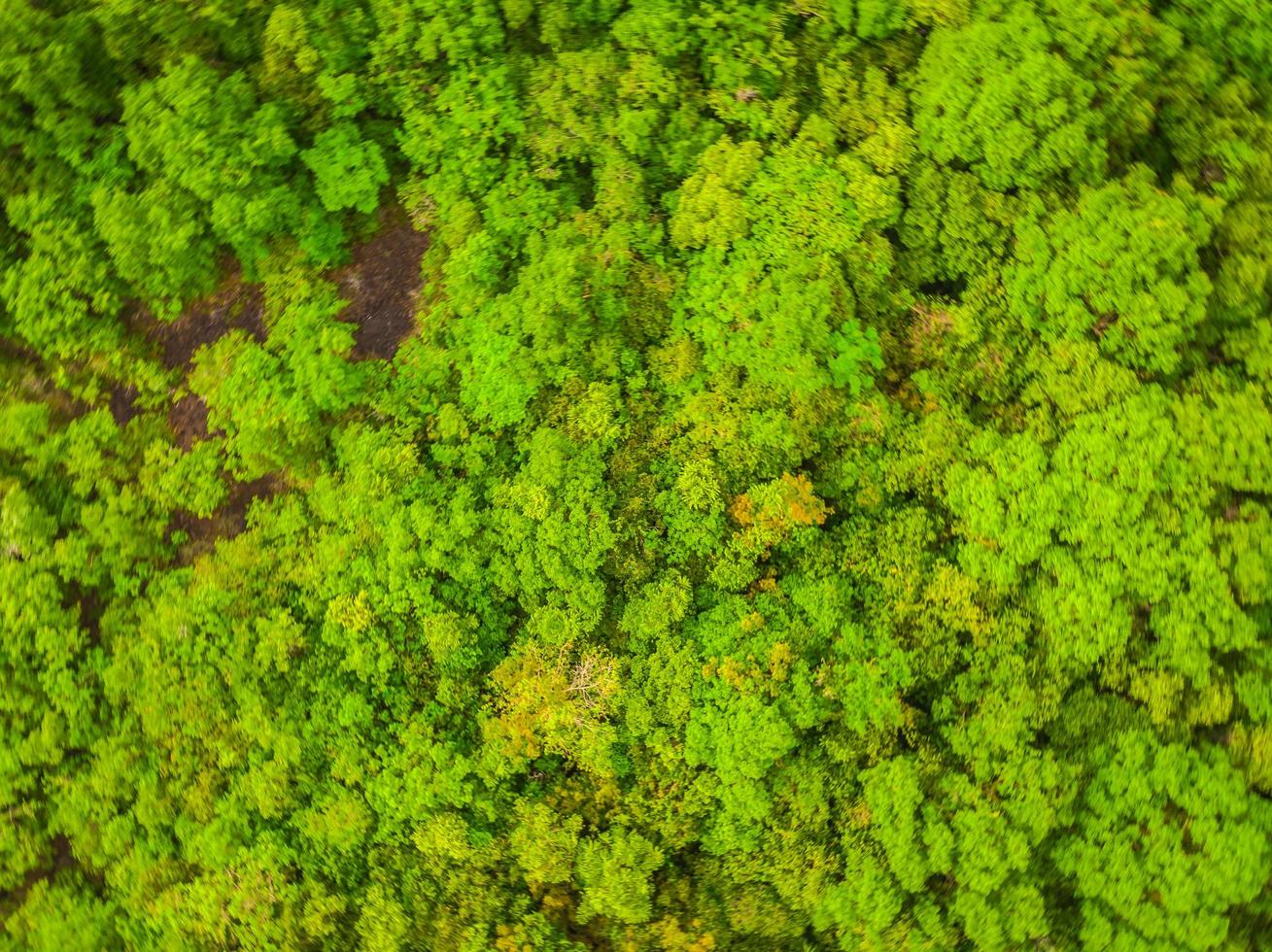 vacker flygfoto över träd i skogen foto