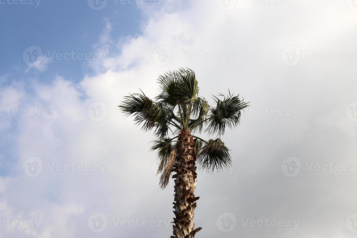 en lång handflatan träd mot en molnig himmel. foto