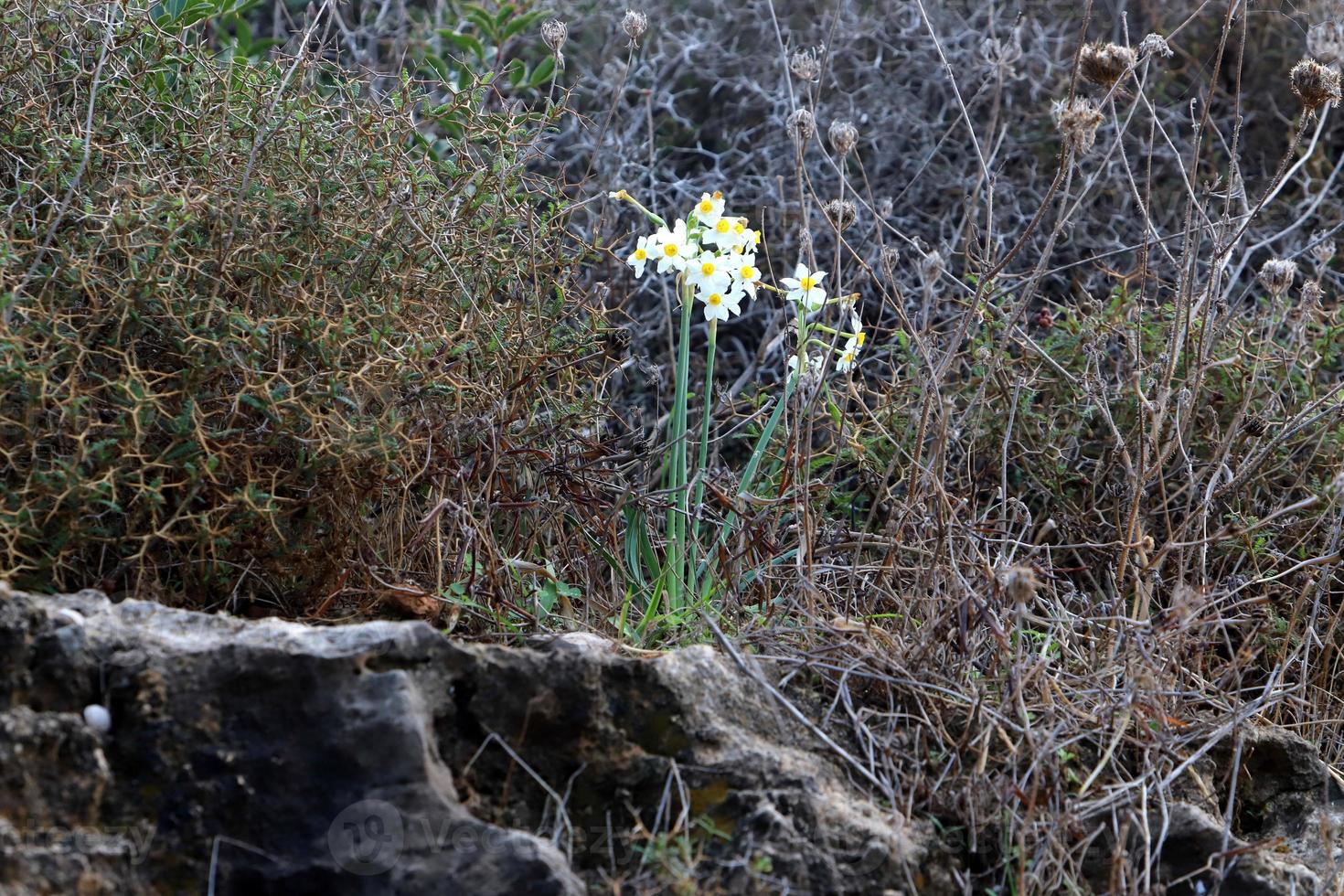 vår blommor i de stad parkera. foto