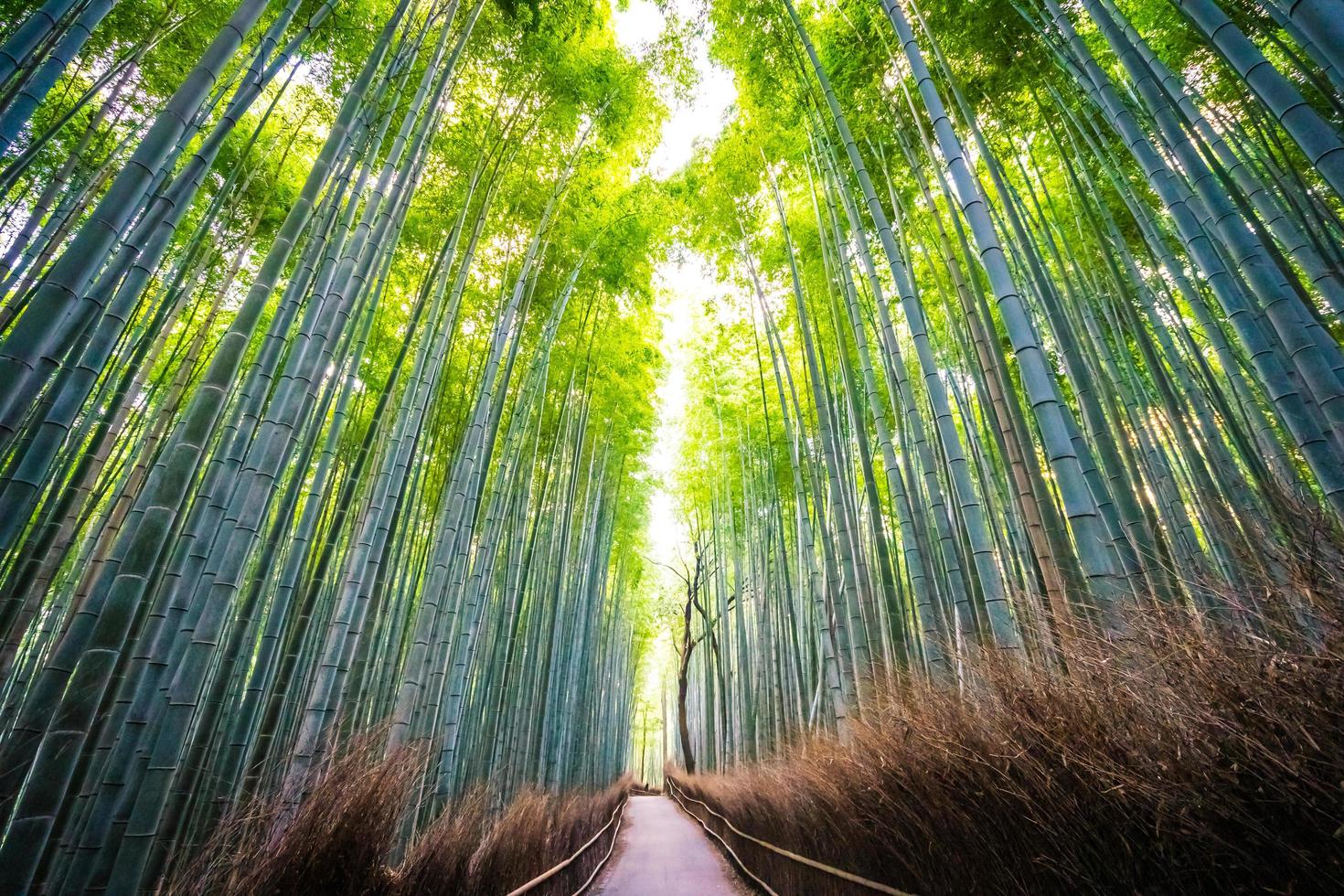 vacker bambuskog vid arashiyama, kyoto foto