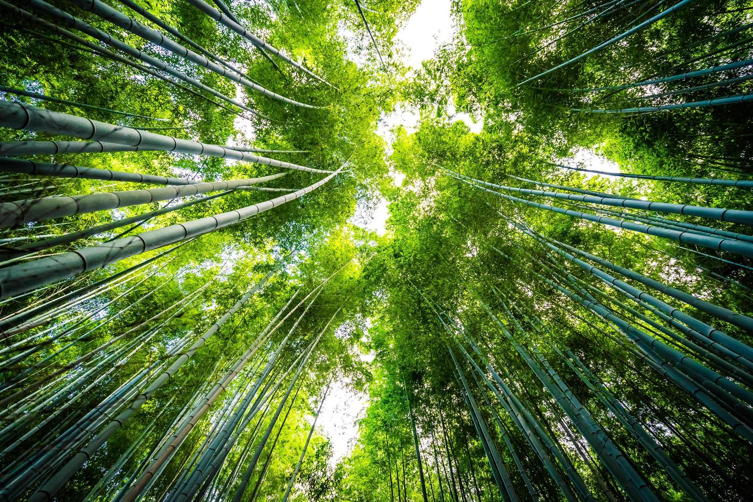 vacker bambuskog vid arashiyama, kyoto foto