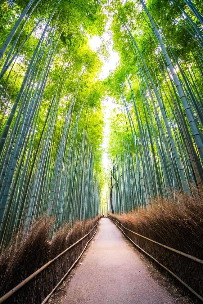 vacker bambuskog vid arashiyama, kyoto foto