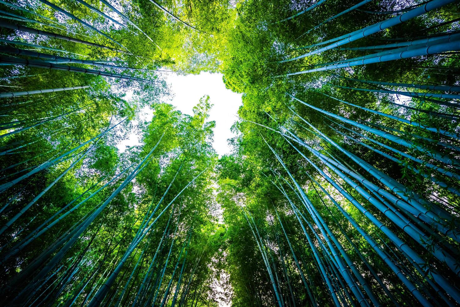 vacker bambuskog vid arashiyama, kyoto foto