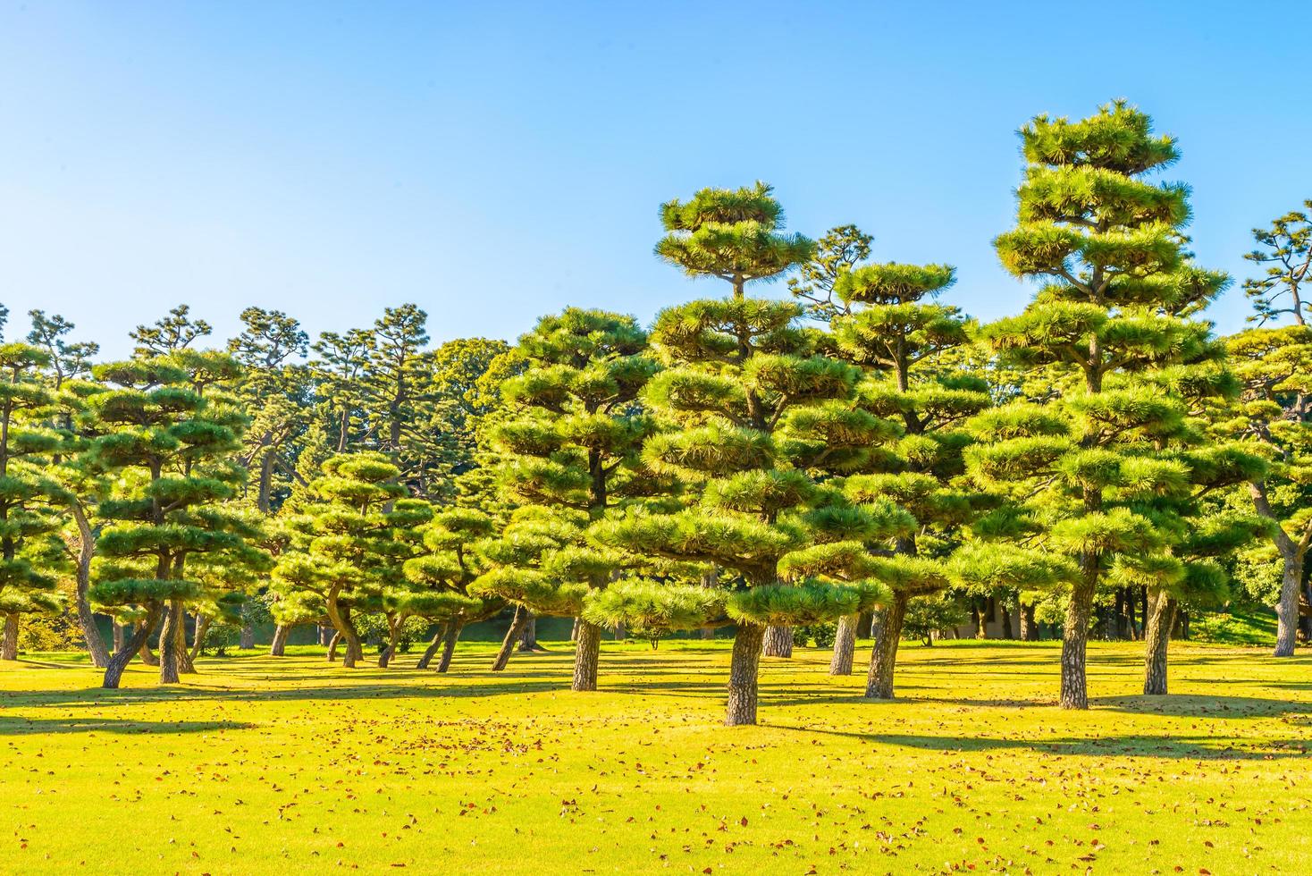 bonsai träd i trädgården av det kejserliga palatset i tokyo city, japan foto