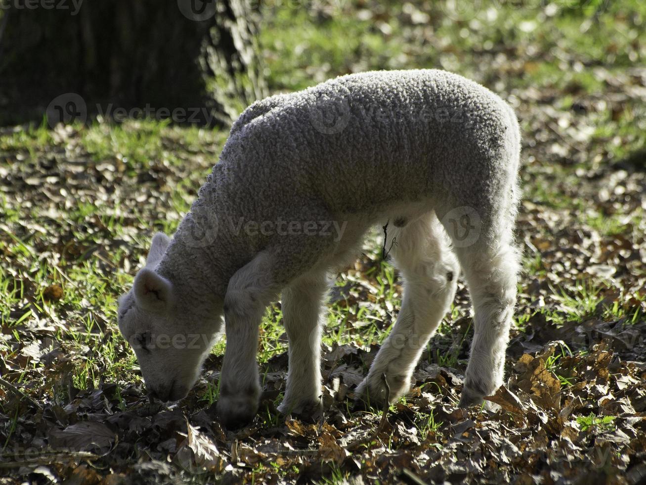 fåren på en Tyskland äng foto