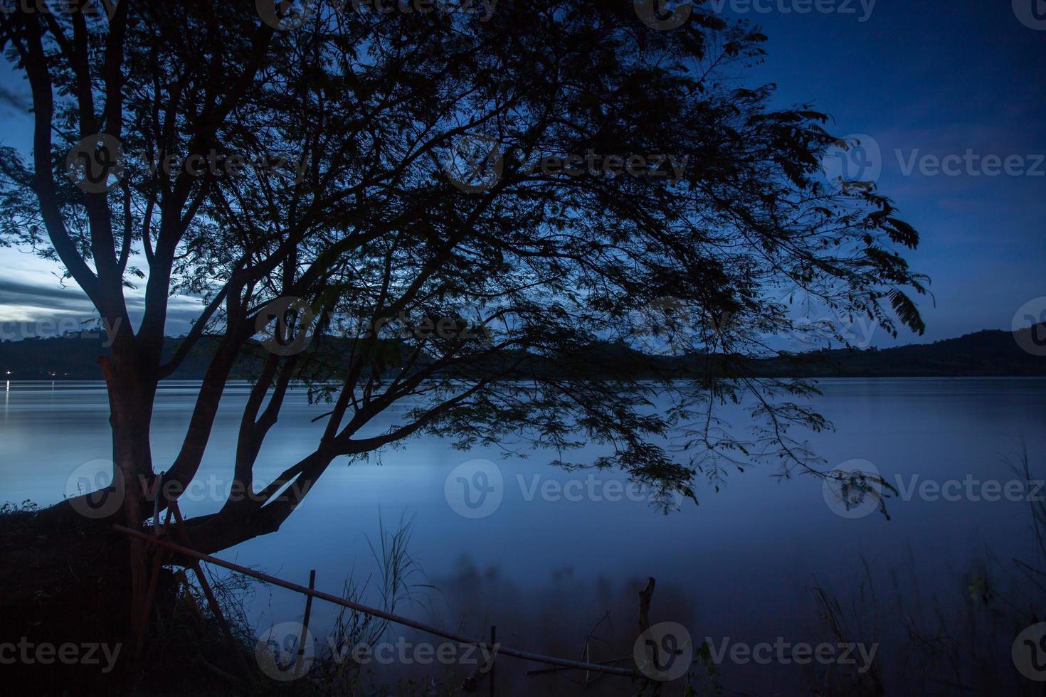 silhuett av ett träd vid blå timme foto